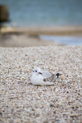 Sea. Beautiful seascape. Seagulls on the sea. Seagulls on the shore