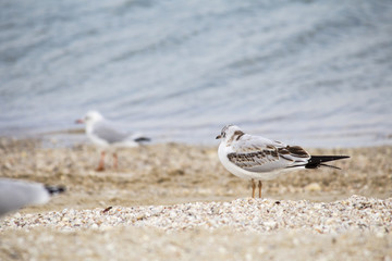 Obraz premium Sea. Beautiful seascape. Seagulls on the sea. Seagulls on the shore