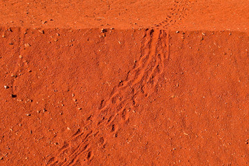 hermit crab tracks in red sand