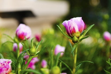 Obraz premium Small pink flowers