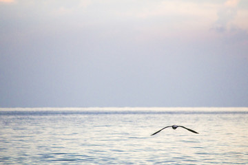 Sea. Beautiful seascape. Seagulls on the sea. Seagulls on the shore