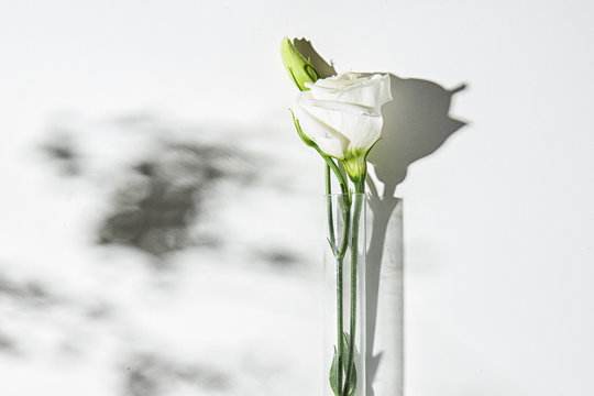 white flowers with shadows