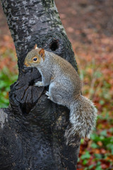 usa new york central park squirrel