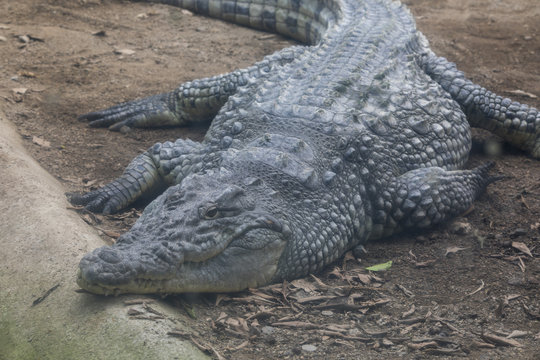 Crocodile