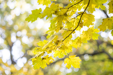 Autumn leaves. Beautiful yellow maple leaves. Tree branches in autumn