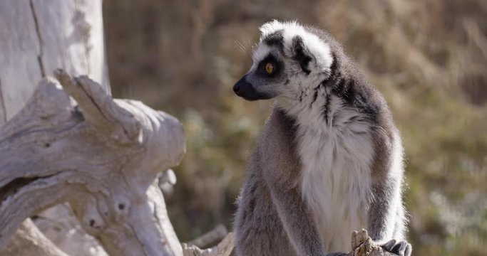 Lemur monkey looks off to the side of frame - medium shot