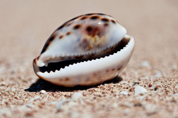 cowrie shell on island beach