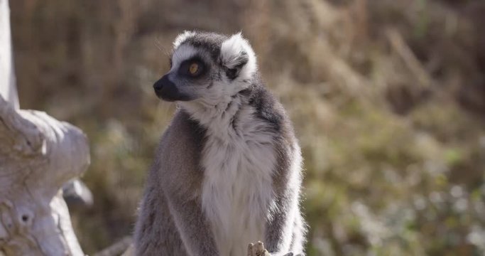 Lemur monkey looks around curiously - medium shot