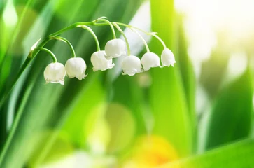  Beautiful blooming lily of the valley flowers in bright sunlight © Leonid Ikan