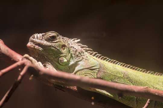 Chameleon