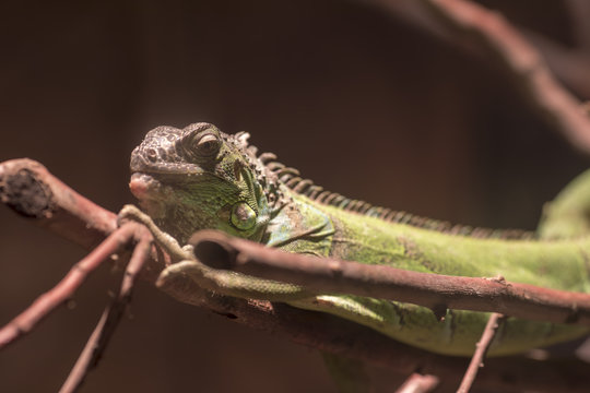 Chameleon