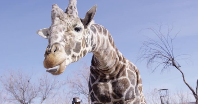 Giraffe holds long tongue out waiting for treat at zoo- slow motion