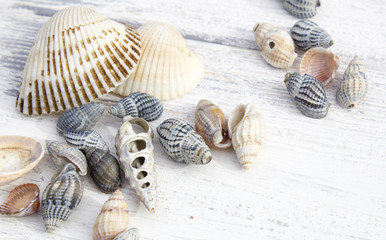 Sea shells on a white wooden background