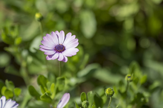 Daisy, Flower