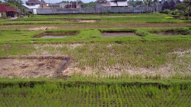 Close looks of aerial footage rice farm