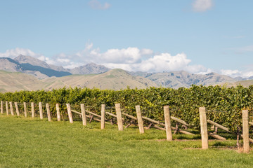 Fototapeta na wymiar autumn vineyard in Marlborough region, New Zealand with blue sky and copy space