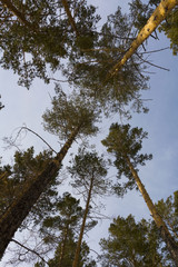 pine forest canopy looking up at blue sky