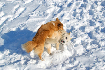 Two puppies playing in winter