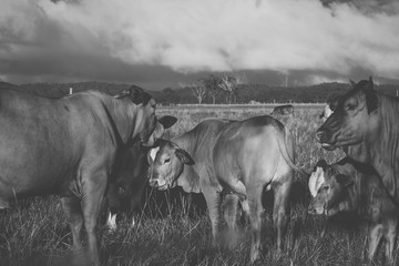 Australian cows on the farm during the day.