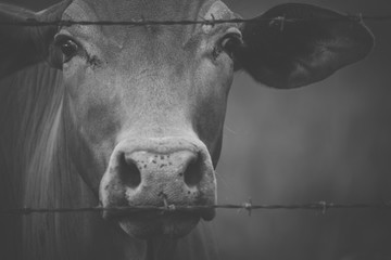 Australian cows on the farm during the day.