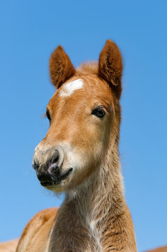 Icelandic pony foal head with a white star marking