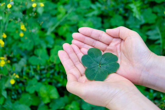 Hand holding a leaf clover