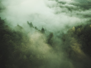 shot of trees with fog green