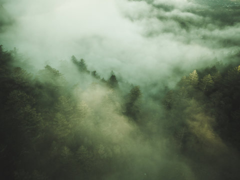 shot of trees with fog green © Abraham