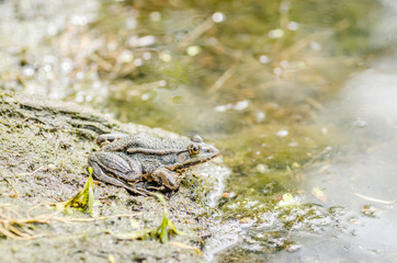 Frog sits on the shore near the water 
