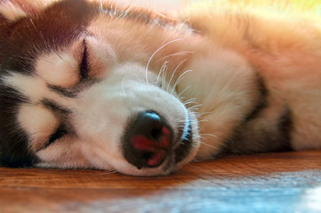 Fototapeta premium Husky dog sleeps under warm rays sun. Sweet Siberian husky lies on floor with closed eyes.