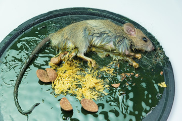 A mouse in a trap on white background