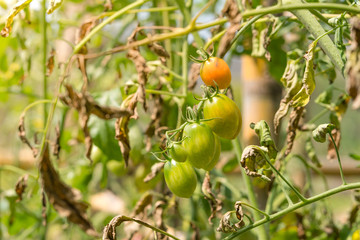 Fototapeta premium Tomato growing on tree in agricultural organic farm