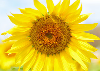 Obraz premium Sunflower in a field in a summer daylight