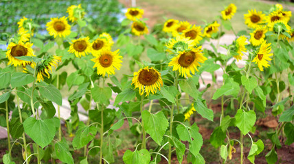 Sunflower natural background. Sunflower blooming