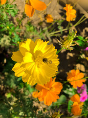 bee on the yellow cosmos flower