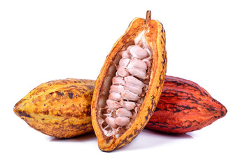 Fresh cacao pods isolated on a white background