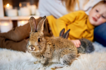 Obraz premium Cute grey rabbit looking into a shot and a young boy on the background