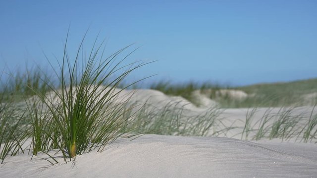 Sunny sand dunes #10 with brilliant blue sky, mid-shot featuring Pingao sand grass (ficinia spiralis), Mangawhai Heads, New Zealand