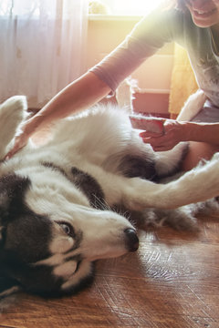 Concept annual molt, coat shedding, moulting, hygiene and care for pets. Girl owner combs wool Siberian Husky.