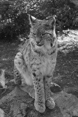 Lynx noir et blanc