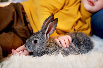 Naklejka premium Small grey rabbit in a young boy's hands