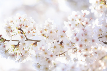 桜　ソメイヨシノ　埼玉県　上尾市　日本	