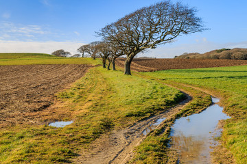 Isle of Wight Rural Landscape