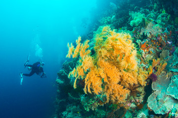 Naklejka na ściany i meble scuba diver watching beautiful underwater world with ccoral reef landscape background in the deep blue ocean with colorful fish and marine life