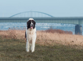 Gro&szlig;er Hund am Rhein