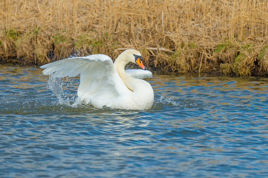 Swan touches down in the water of a canal in sunlight in winter
