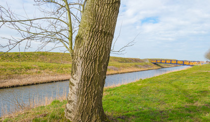 Fototapeta premium Trees along a plowed field in sunlight in winter 