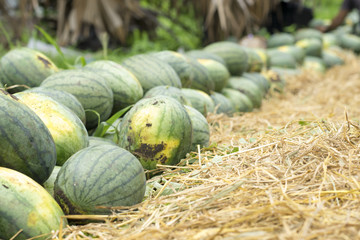 Closeup a water melon fruit organic
