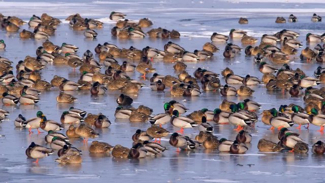 Wild ducks gathering on frozen lake