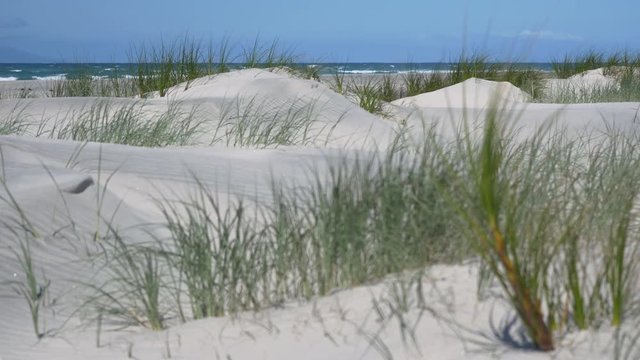 Sunny sand dunes #14 with ocean, waves and brilliant blue sky. Shot begins focus on distant waves then at approx. 10secs pulls focus to foreground sand grasses, Mangawhai Heads, New Zealand